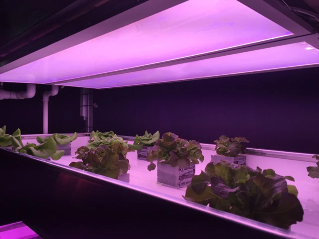 GrowBlade Edge 1400 panels at Isabel (alpha-test samples)