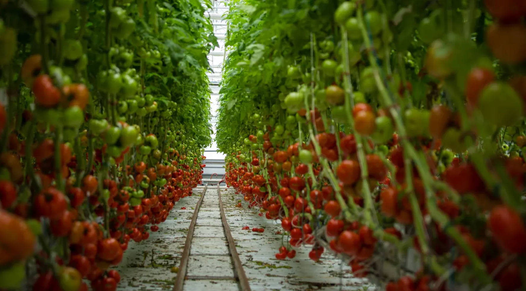 Tomato growing at Lufa Farms, the world’s first commercial rooftop greenhouses, in Montreal. Picture: Lufa Farms/Wikimedia
