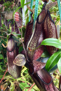 Carnivores Plants Indoors LED Lighting