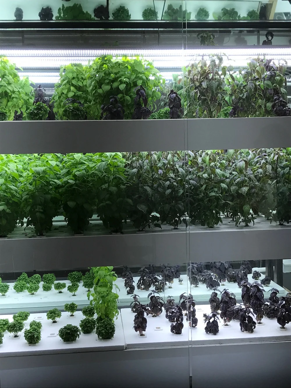 NYC Agtech Week 2017. (Photo by Nina Sparling)