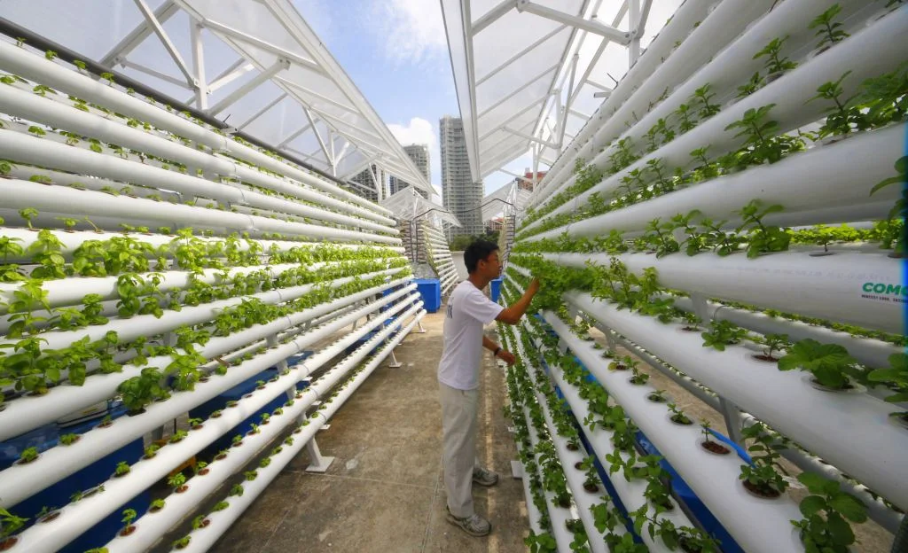 AmHydro to Build 8 Rooftop Farms in Singapore