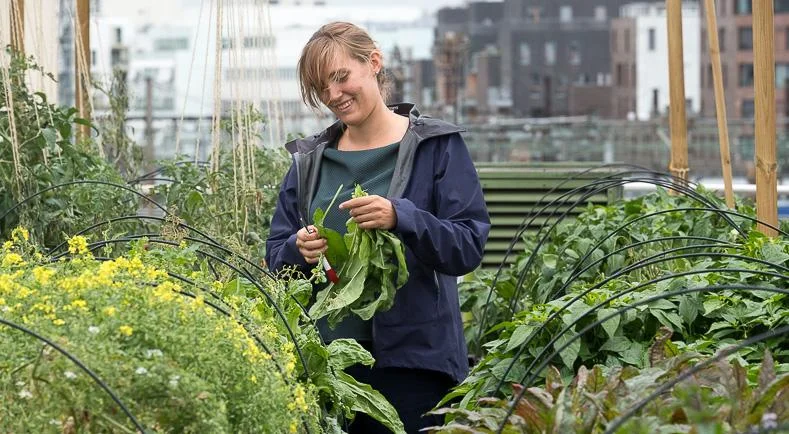 La Chambeaudie Farm, Paris - By startup Aéromate, the urban farm is located on the 500 square meter (5,380 square foot) roof of a medical center owned by Paris Metro (RATP) in the 12th arrondissement -- a district in the east of Paris on the right bank of the River Seine. Credit: Aéromate