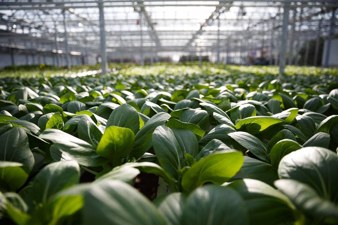 Lufa's produce is grown just kilometres from their customers in Montreal's concrete jungle.&nbsp;(Lufa Farms)