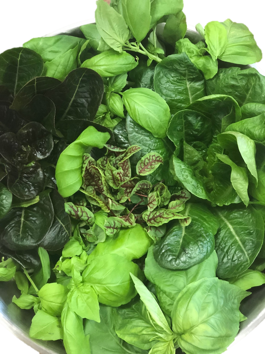 Fresh, local, and good. Phillips students grow their own food futures. 