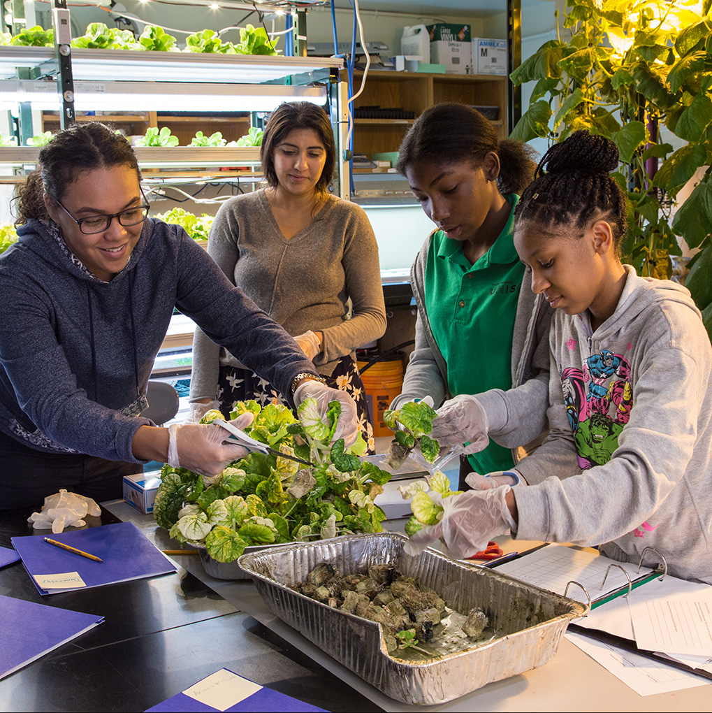 Students at work in their hydroponic farm. (Teens for Food Justice)