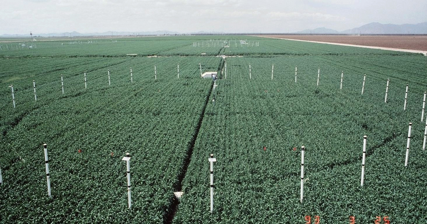 Free-air CO2 enrichment experiments allow scientists to study the effects of rising carbon dioxide levels on crop nutrition and other important metrics. 