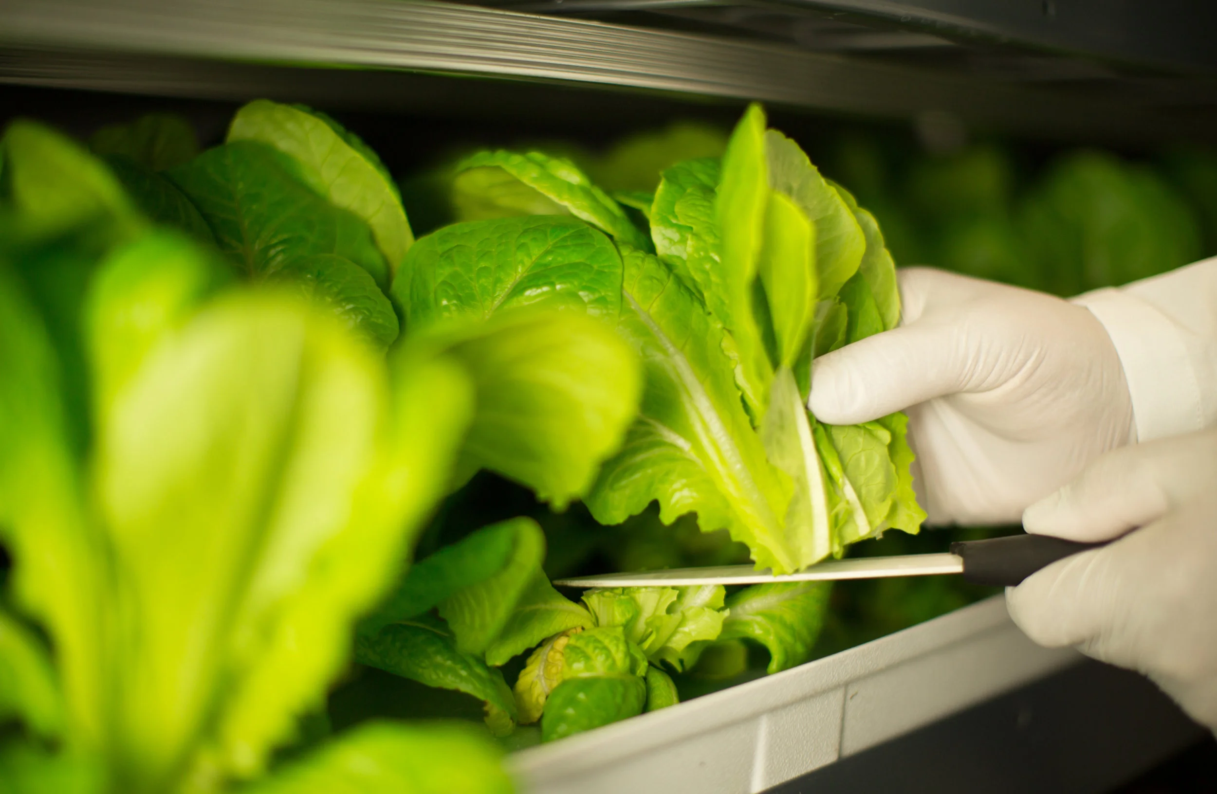 The farm's location will enable the quick delivery of fresh products within hours of harvest, helping to maintain the food’s nutritional value and reducing carbon emissions associated with transportation, according to a press release.