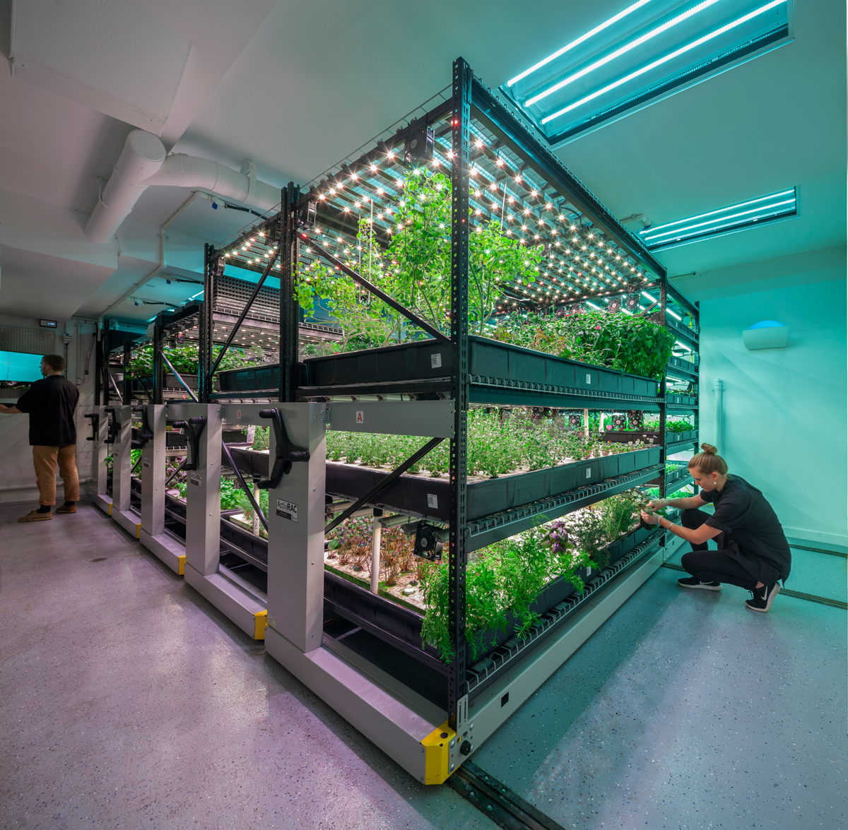 A farm.one indoor farming operation. (Photo courtesy of farm.one.)