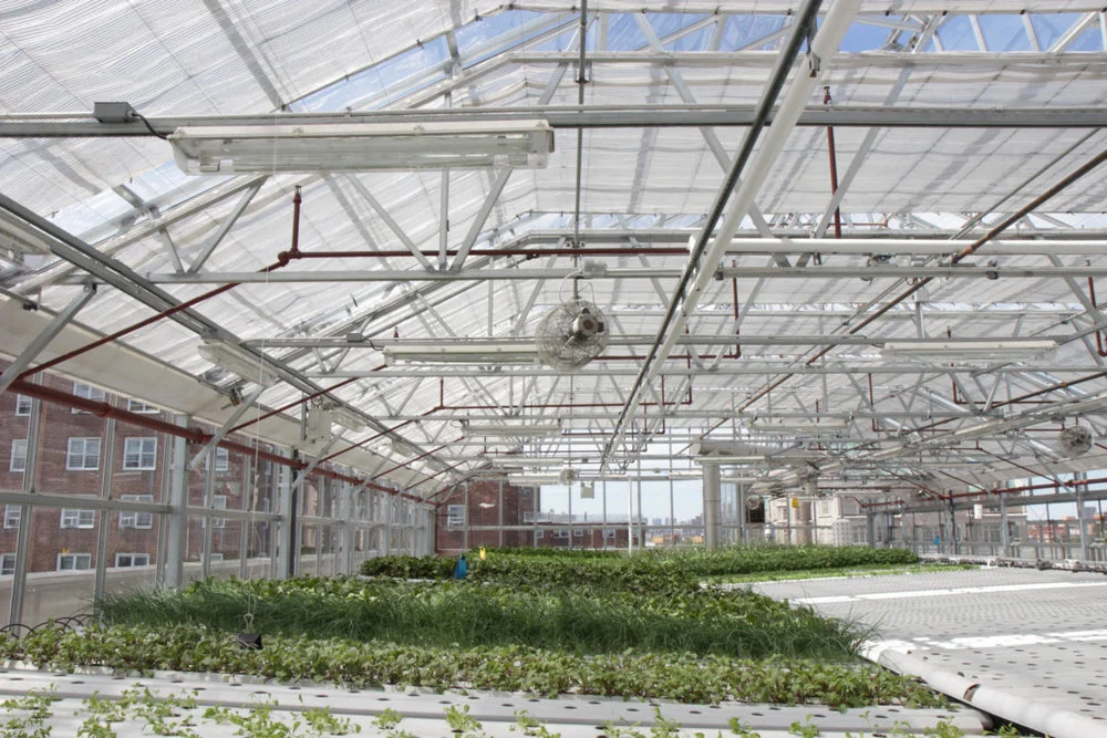 WHY AGTECH GROWS IN BROOKLYN.jpg