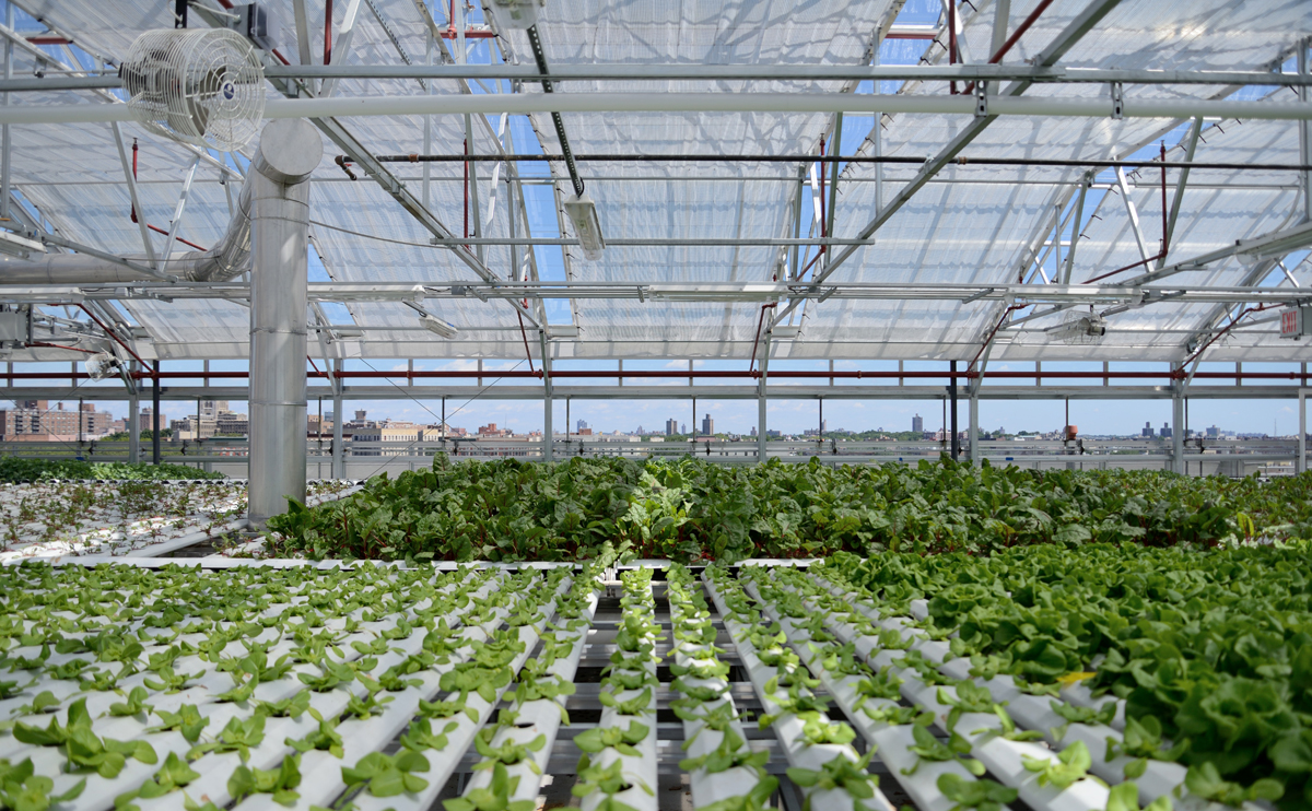 Sky Vegetables rooftop greenhouse, The Bronx. (Image: Agritecture)