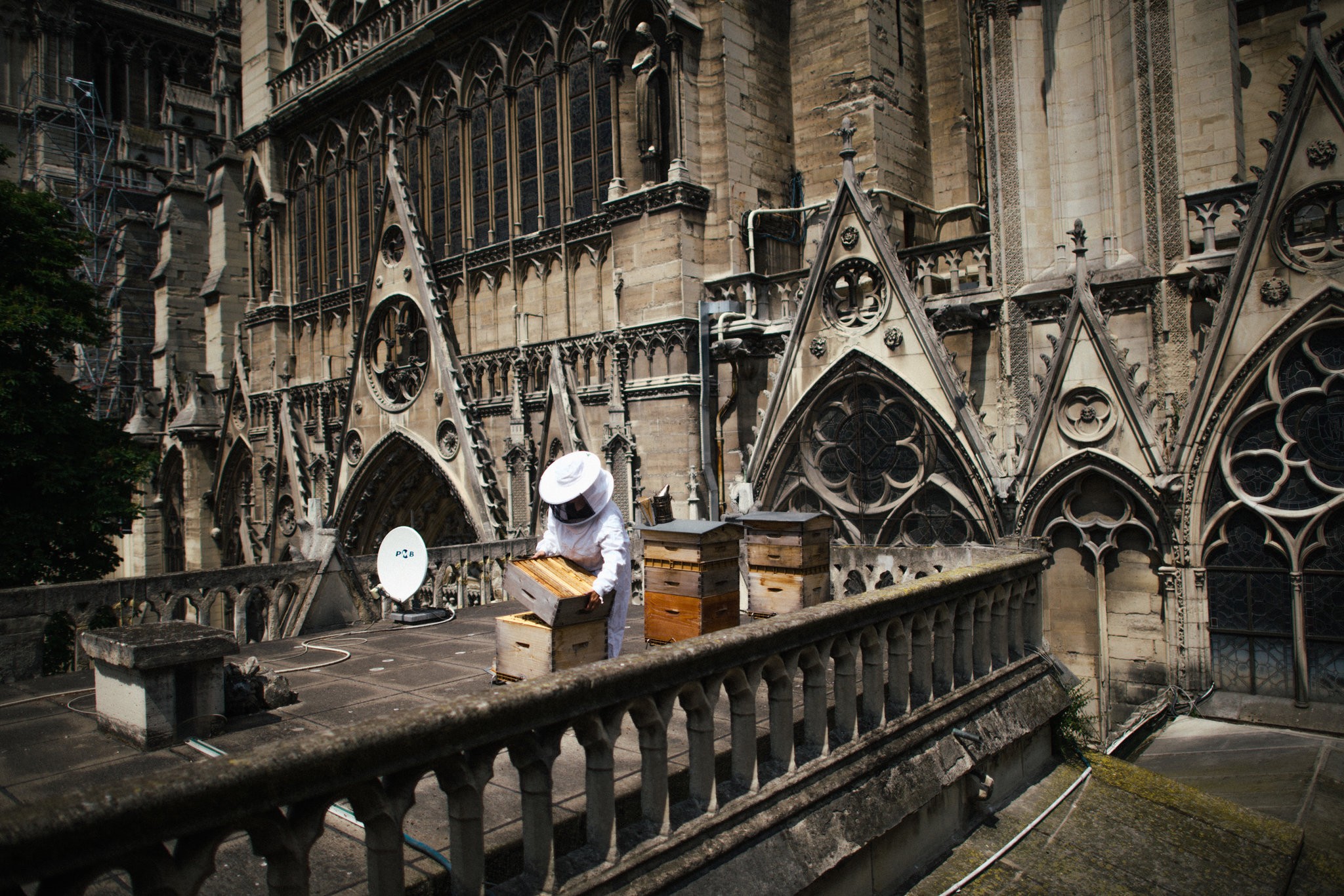 Sibyle Moulin, a beekeeper, tending to hives on the roof of Notre-Dame.