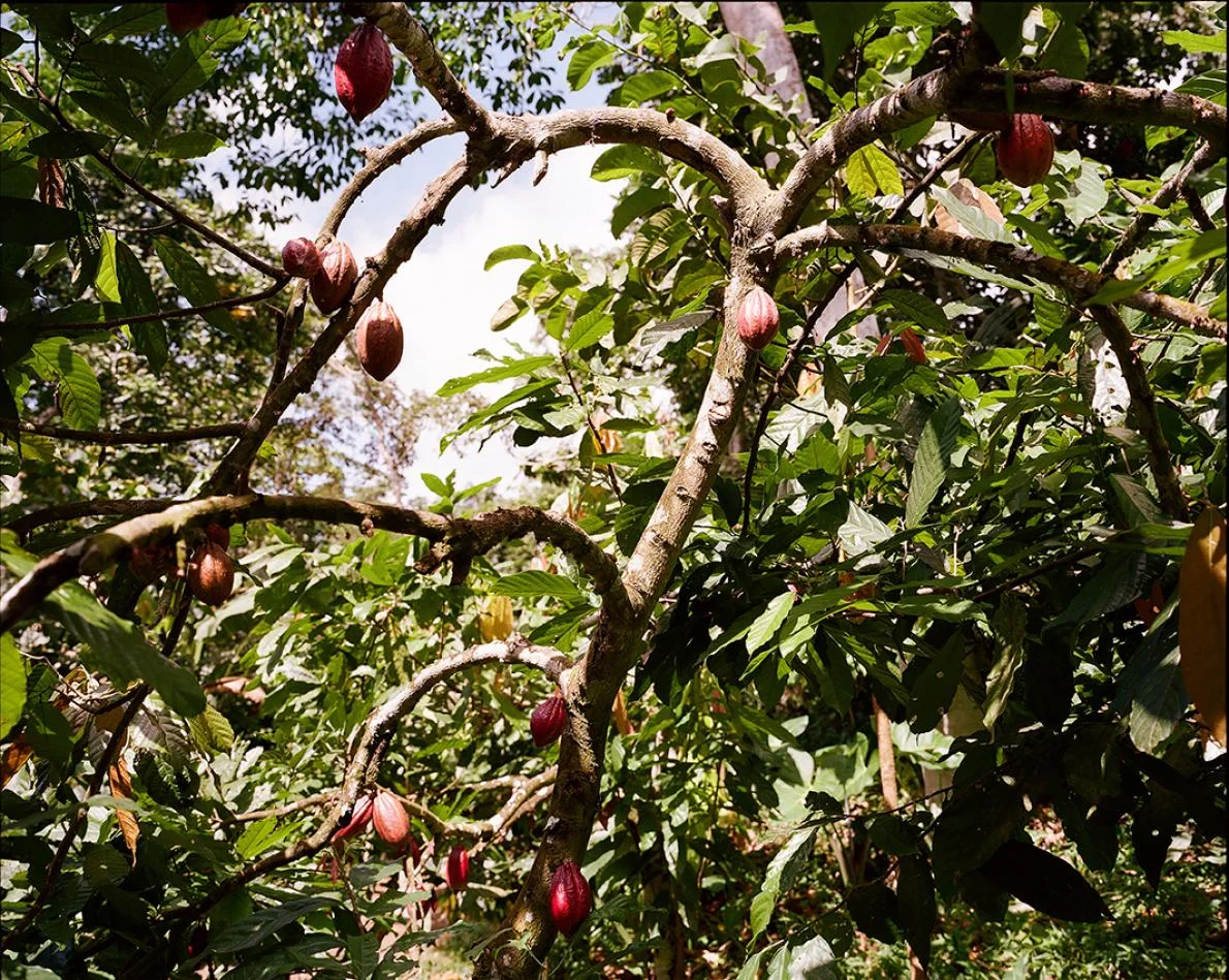Cacao trees are grown by the CECAQ-11 farmers' cooperative, in São Tomé, which has been called "the chocolate island."