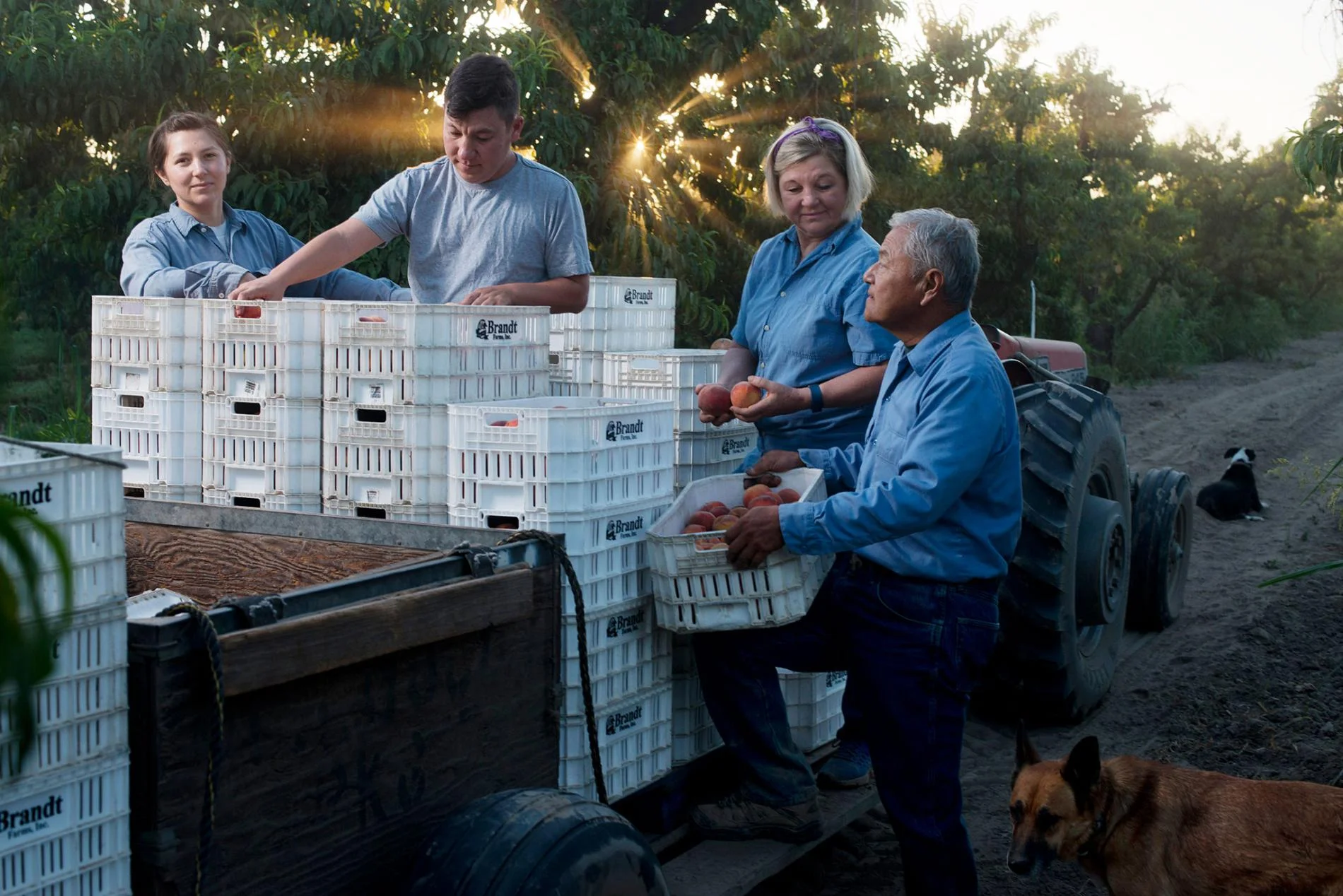 The Matsumoto family harvests peaches. The farm dates to 1948, when Takashi Matsumoto purchased several acres after he left a Japanese internment camp. Today the 80-acre farm is run by his son, David “Mas” Matsumoto, now joined full-time by his daughter Nikiko (far left) along with wife Marcy and son Korio.