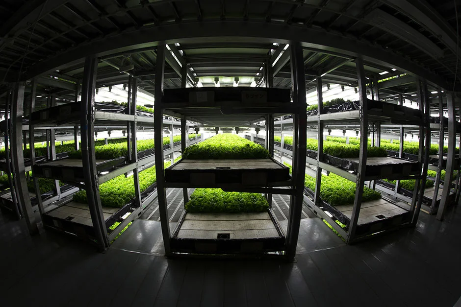 In Japan, Plant Factories are becoming an increasingly popular source of safe and healthy greens.