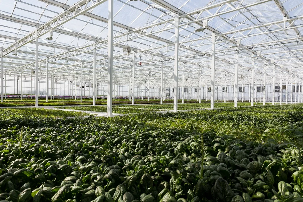 Comparing the Profitability of a Greenhouse to a Vertical Farm in Quebec