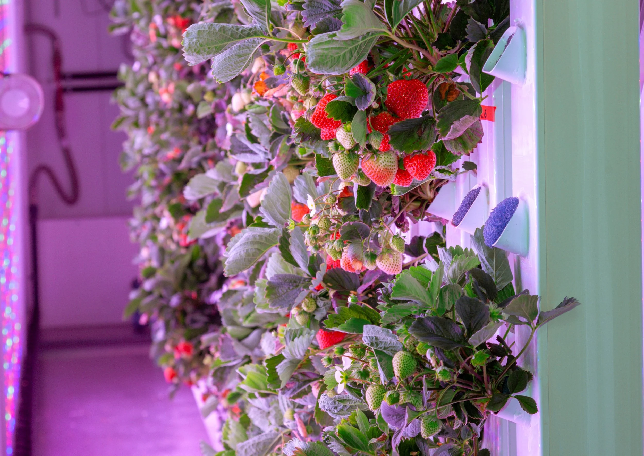 agricool strawberries 2.png.JPG