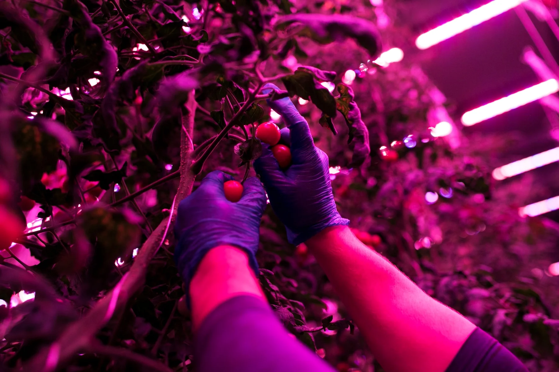 Grower David Litvin picks tomatoes at 80 Acres Farms in Cincinnati. The vines grow in a high-tech environment that includes LED lamps with customized light recipes. The plant factory produces 200,000 pounds of leafy greens, vine crops, herbs and microgreens annually in a 12,000-square-foot warehouse. (Maddie McGarvey/For The Washington Post)