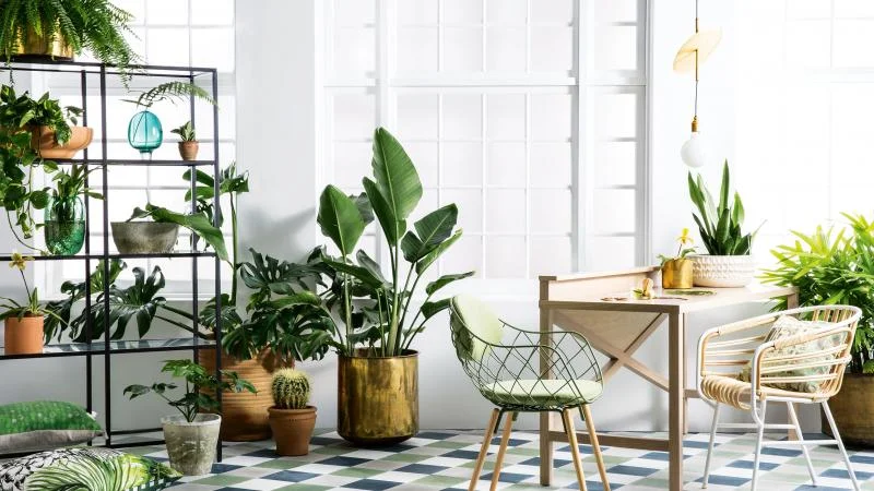 indoor-plants.jpg