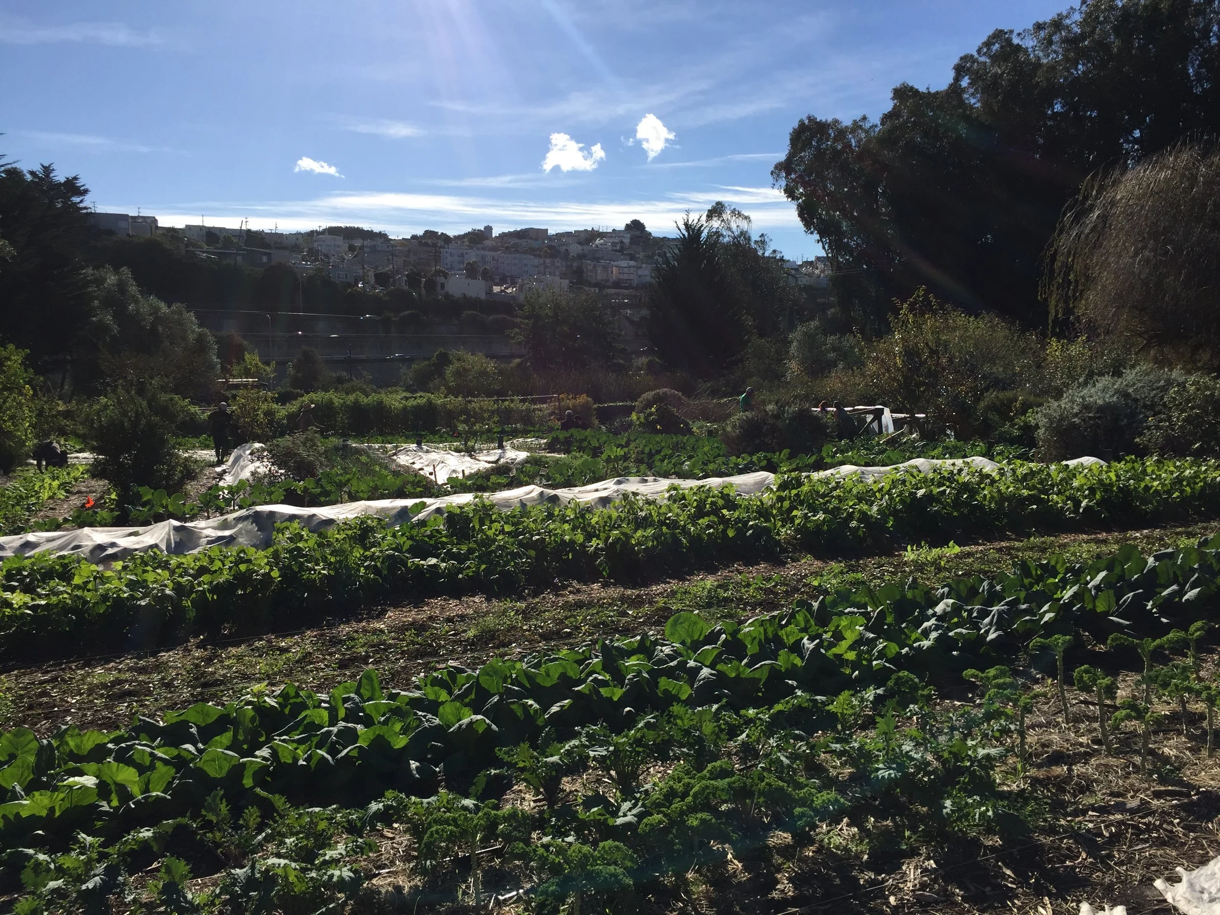 Winter crops growing at Alemany Farm, a 3.5 acre urban farm located in San Francisco.