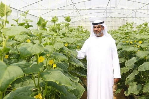 Here S How Agtech Will Make The Uae More Food Secure By 2021 Agritecture
