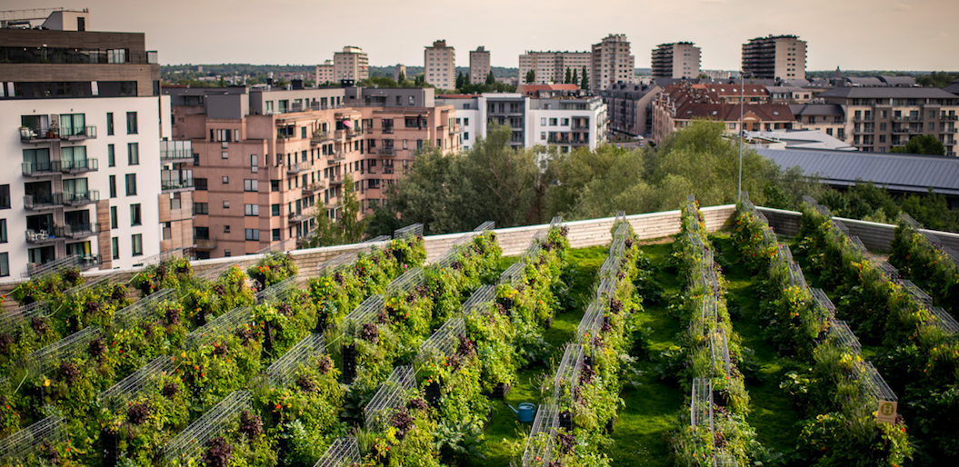 A rooftop farm in the heart of Paris by AFAUP member and season 2 Parisculteurs participants Peas&Love .
