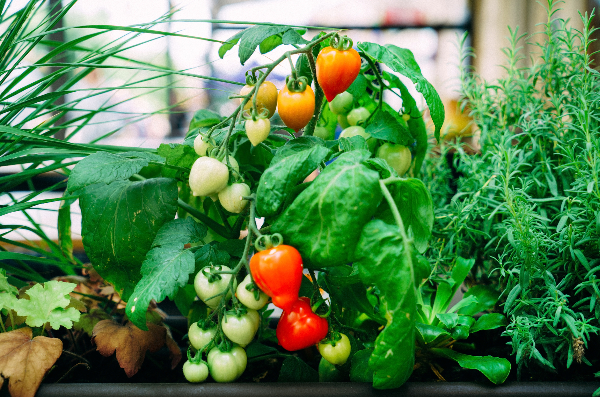 10 Reasons You Should Give Urban Gardening A Try — AGRITECTURE