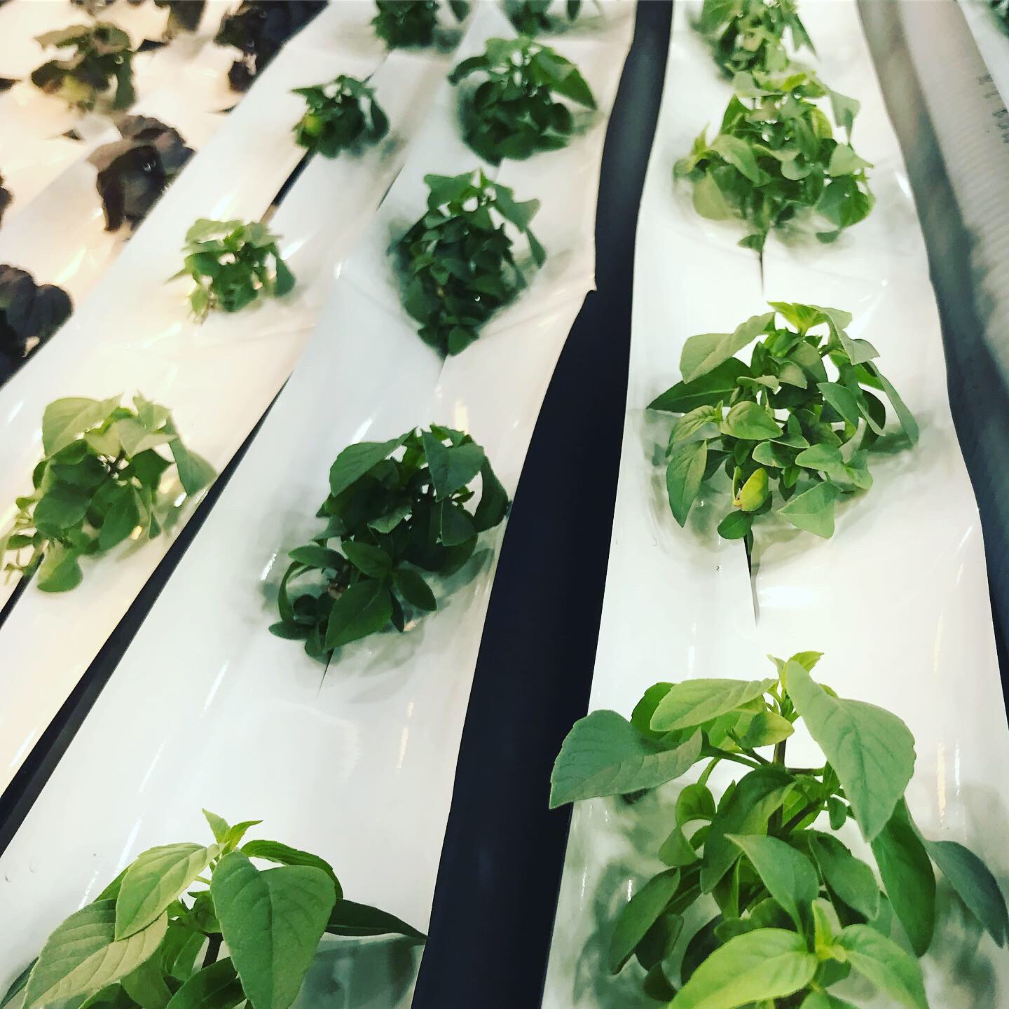 A Hydroponics Startup Growing Basil Is Their Own LED Technology —