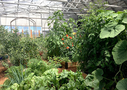 Urban Greenhouses And The Future Of Food — AGRITECTURE