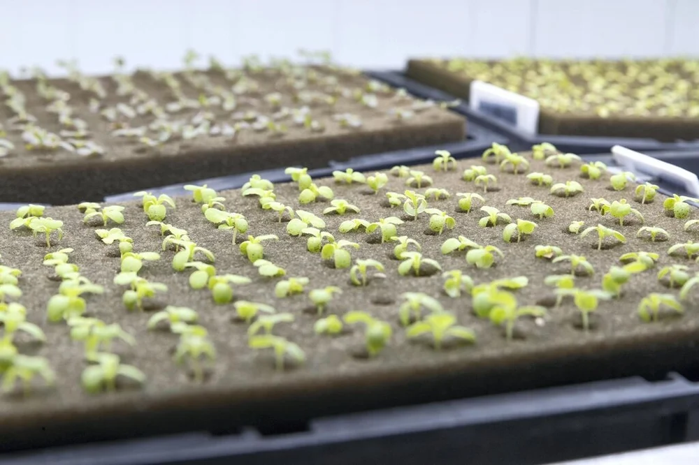 Meet The Container Farm Helping To Feed A Dubai Community Agritecture