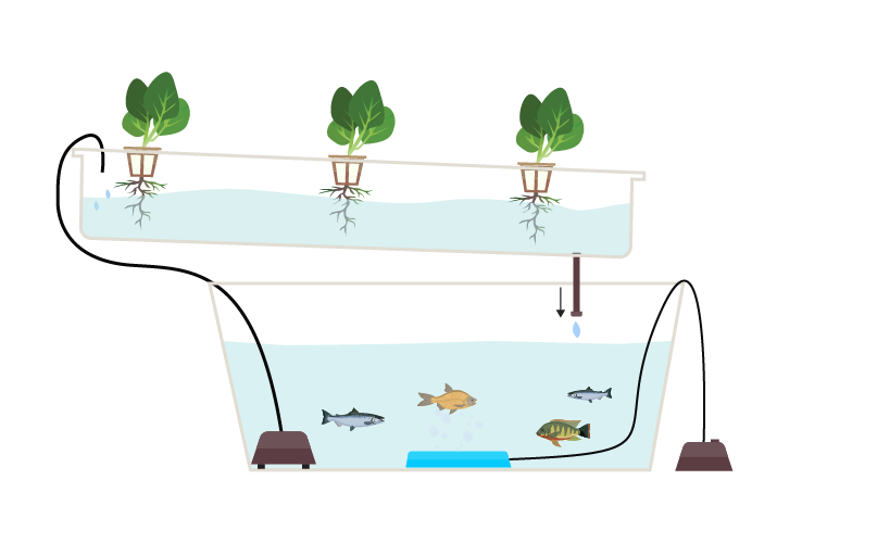 Soilless Agriculture: An In-depth Overview — AGRITECTURE