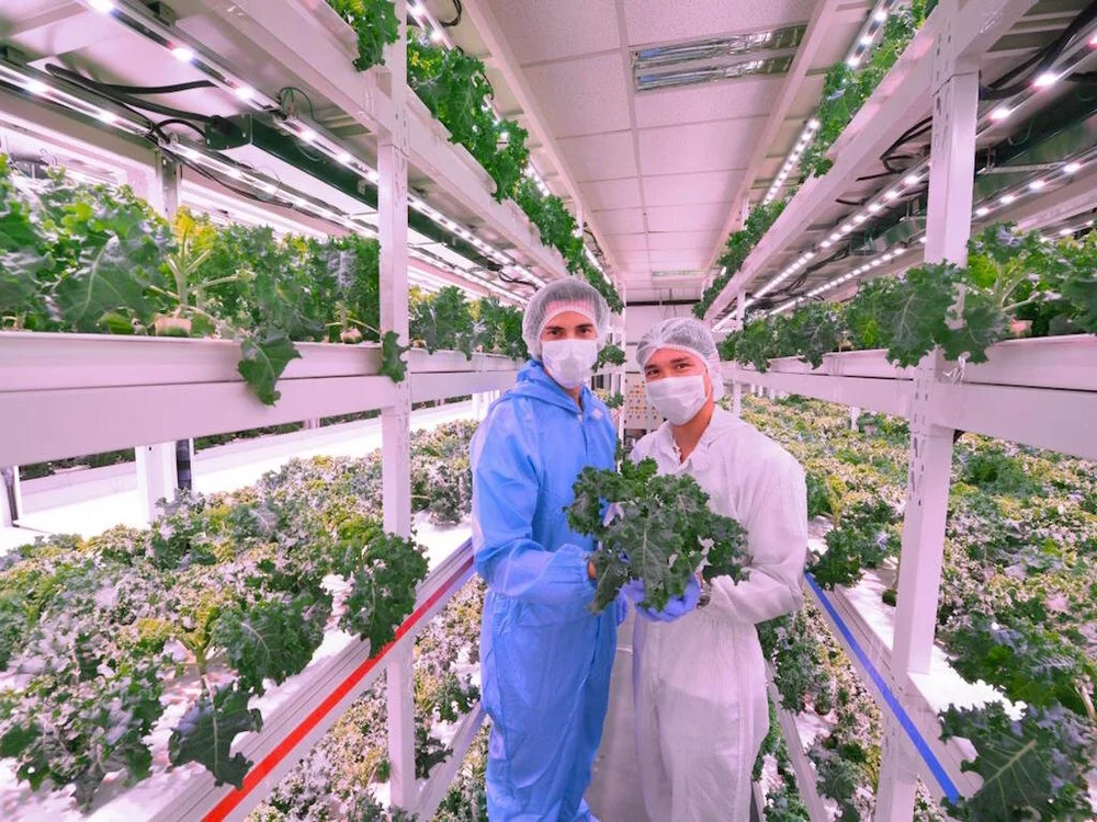 Singapore Vertical Farming Start Up Expands To Hong Kong Agritecture