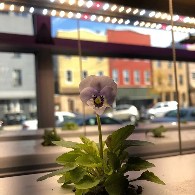 Things are always blooming at @agritecture ! Follow our main account @agritecture We will be disabling this account on 11/23 and we don’t want you to miss out 🌱😎