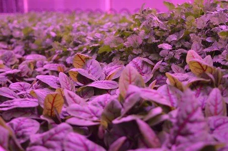 Image sourced from: Van Namen Specialities