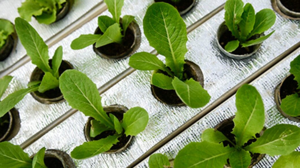 Image sourced from Food &amp; Agriculture Organization