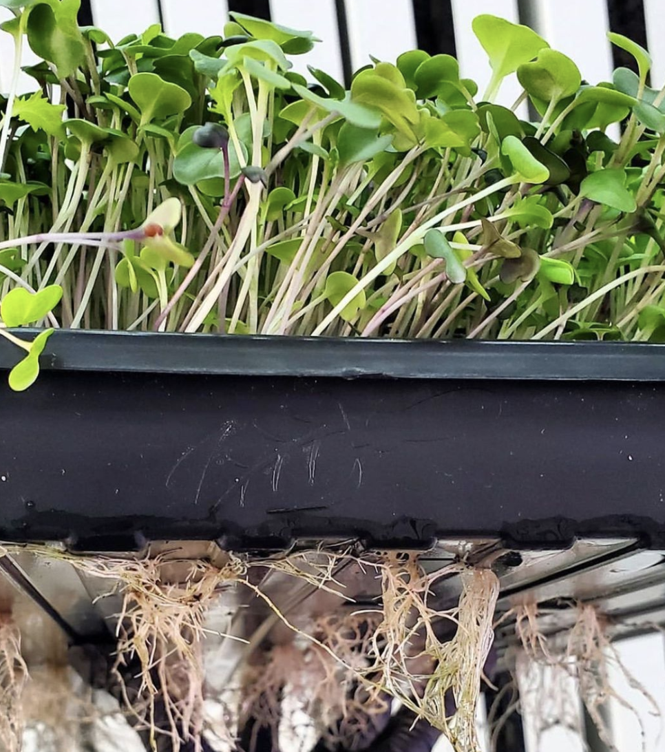 Image sourced from Agritecture’s former client, Square Roots