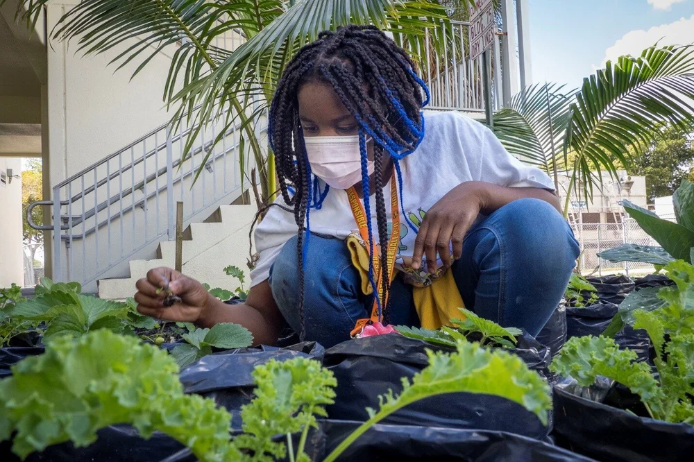 USDA Announces Grants For Urban Agriculture And Innovative Production USDA Announces Grants For Urban Agriculture And Innovative Production