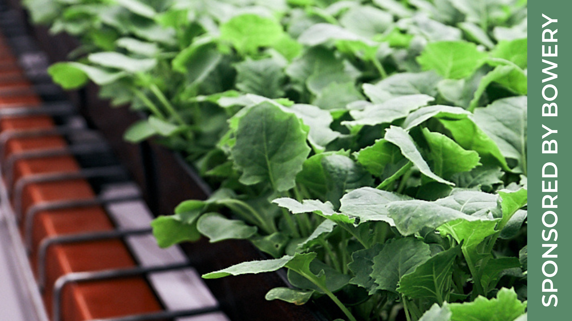 Image sourced from Bowery Farming