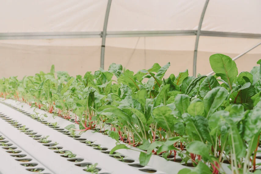 Harlem Grown’s hydroponic greenhouse; image sourced from Harlem Grown