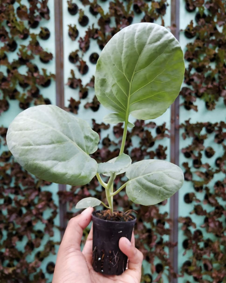 Image sourced from Good Greens and Co.