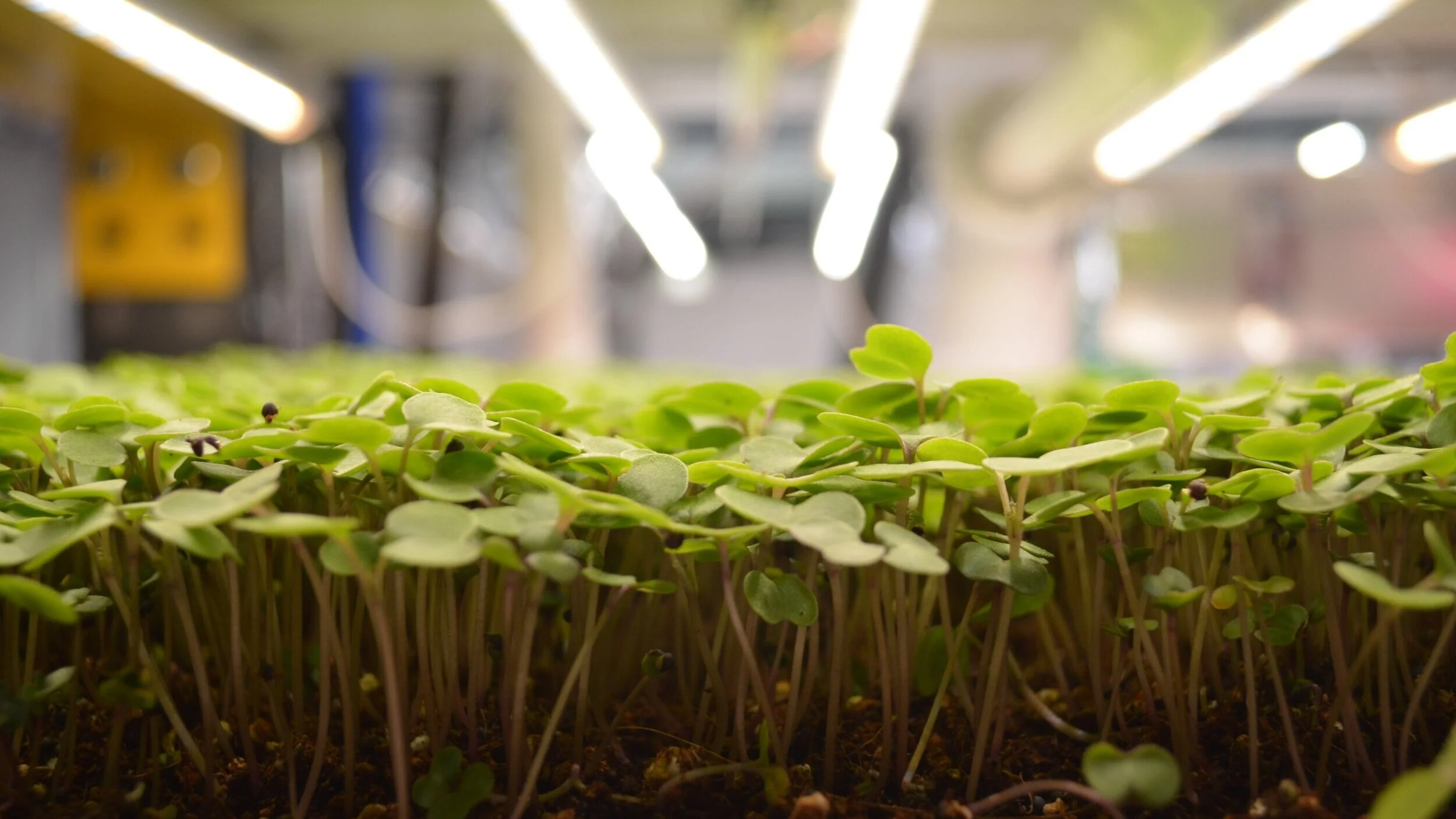 Image sourced from Upward Farms