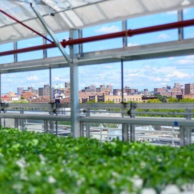 We Interviewed NYC Council Member Ben Kallos On The City’s New Office Of Urban Agriculture. Here’s What He Had To Say.