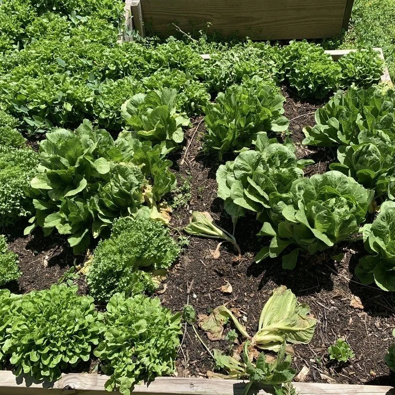 Baltimore Farmers Are Cultivating The City’s First ‘AgriHood,’ Heralded For Its Innovation