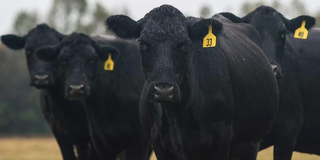 a herd of cows with ear tags