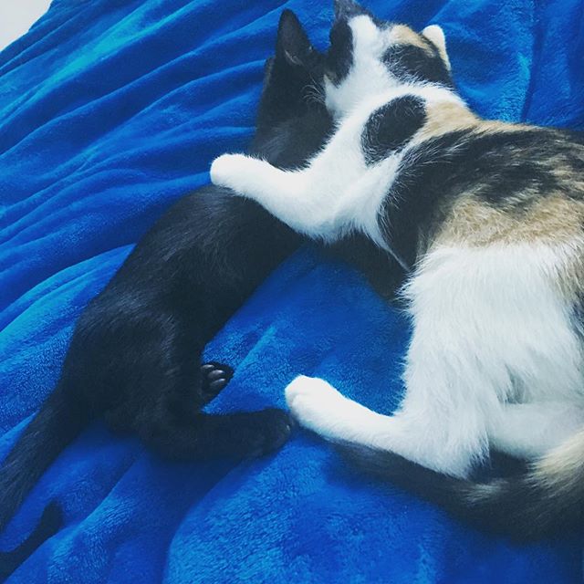 #catluminatti confirmed!