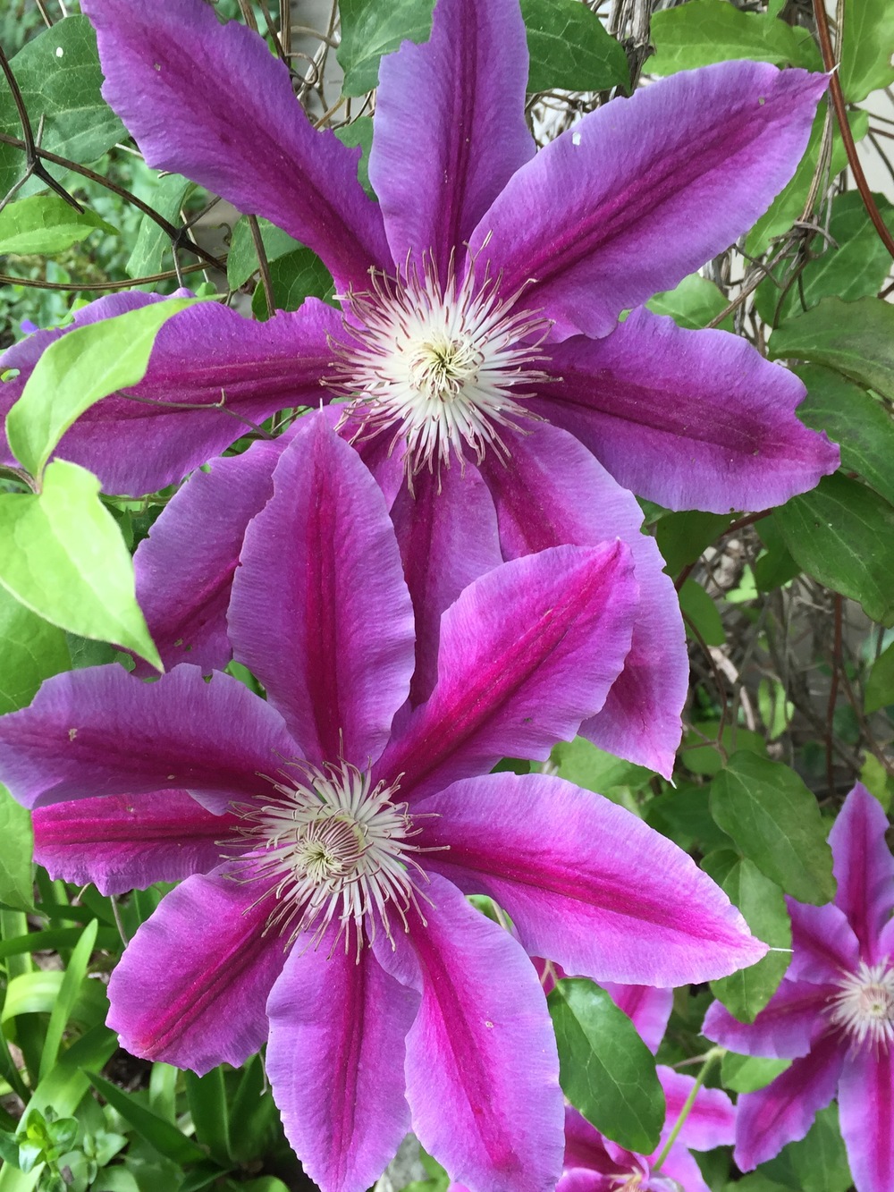Springtime bloom