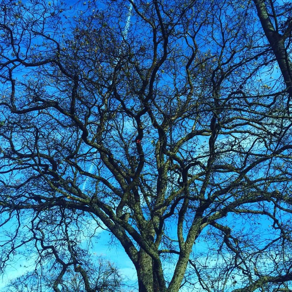 Chlamydia Pneumoniae, Epstein Barr and the Cancer Connection