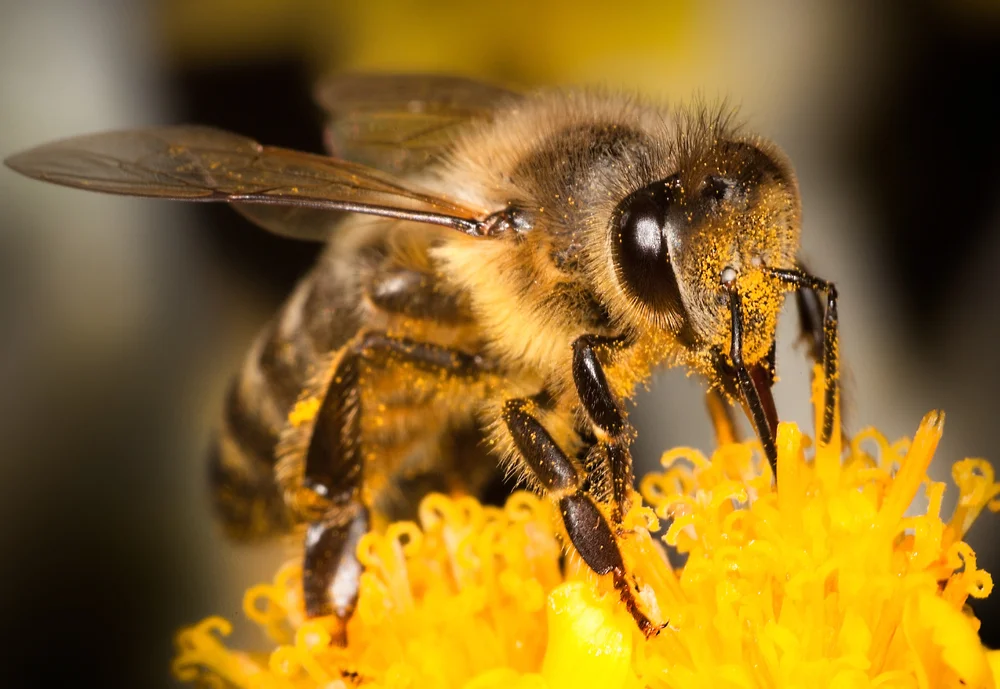 bees.jpg