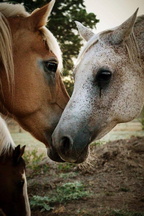healing-with-horses.jpeg