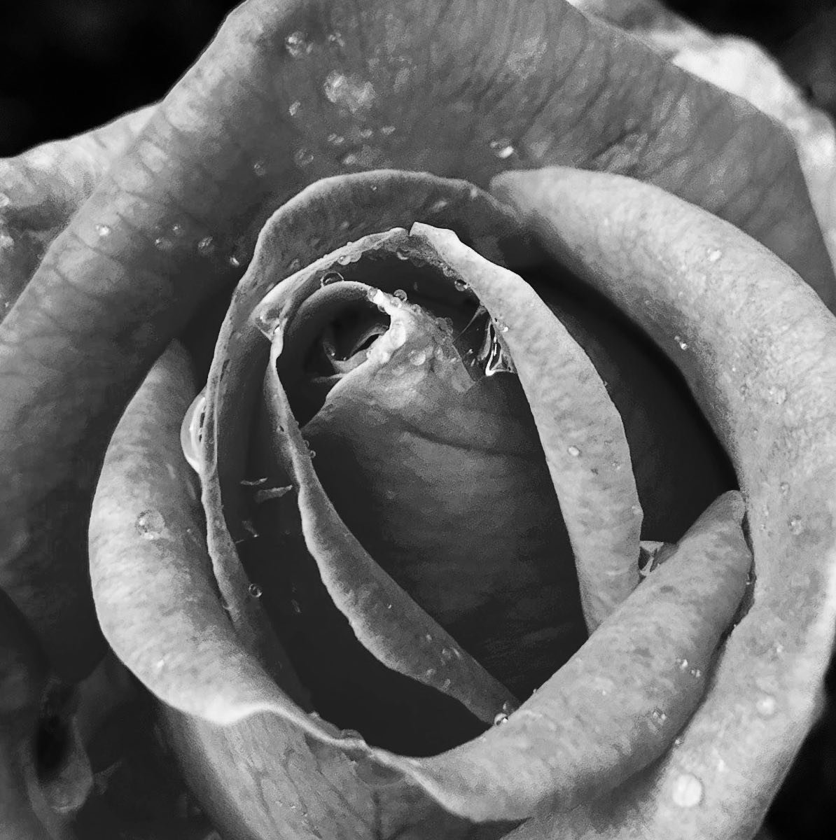 When all else fails, just keep going 🌹 

Don&rsquo;t give up! 

#rose #ros&eacute; #ros&egrave; #blackandwhiterose #blackandwhiteroses #dontgiveup #dontgiveupquotes