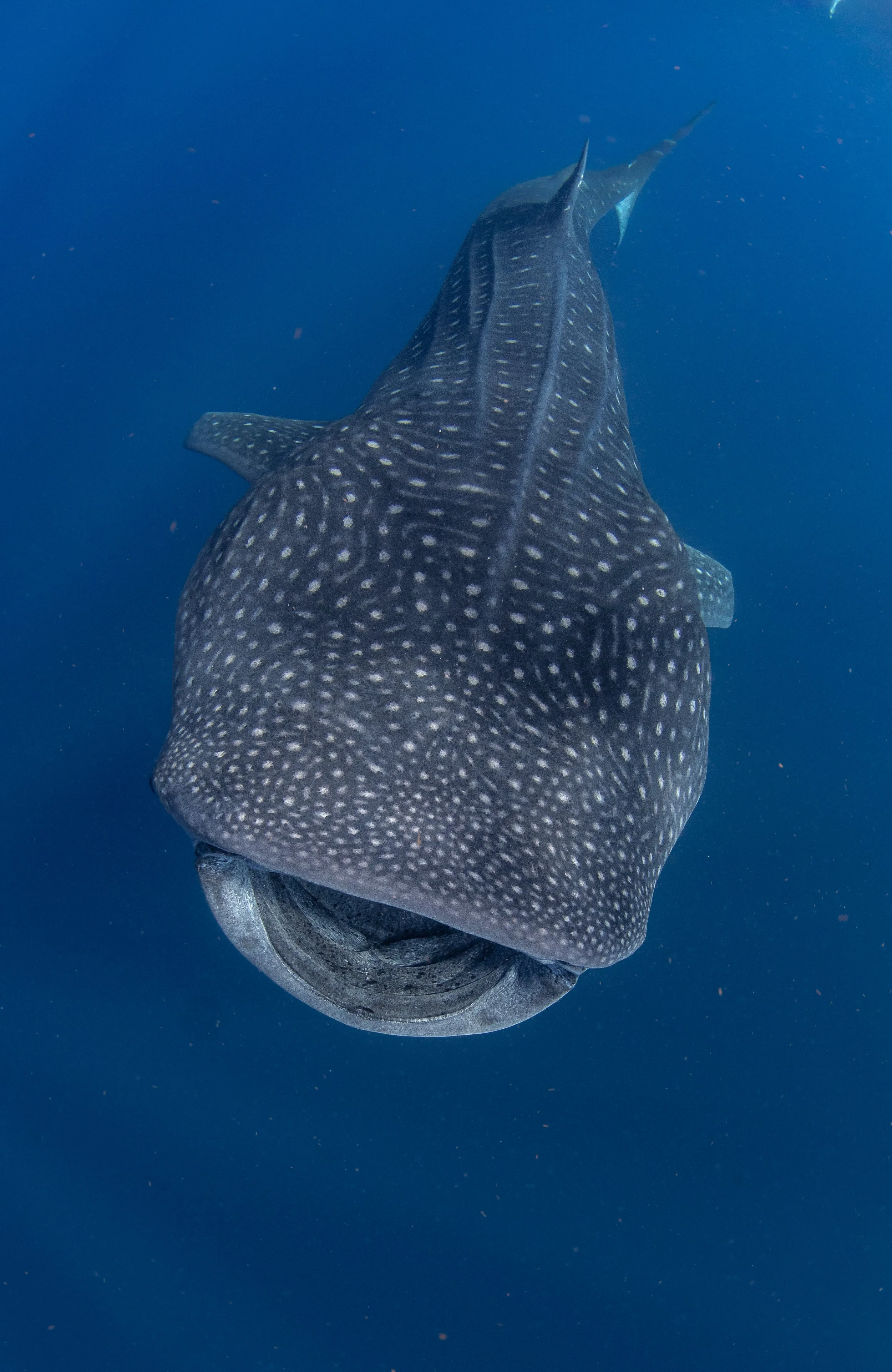 A Magical Experience with a Whale Shark